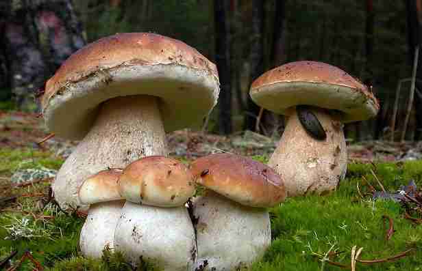  Image name: 79 Porcino.jpg 
 width: 616 pixel 
 height: 397 pixel 
 Size: 17999 bytes 
 Click to enlarge 